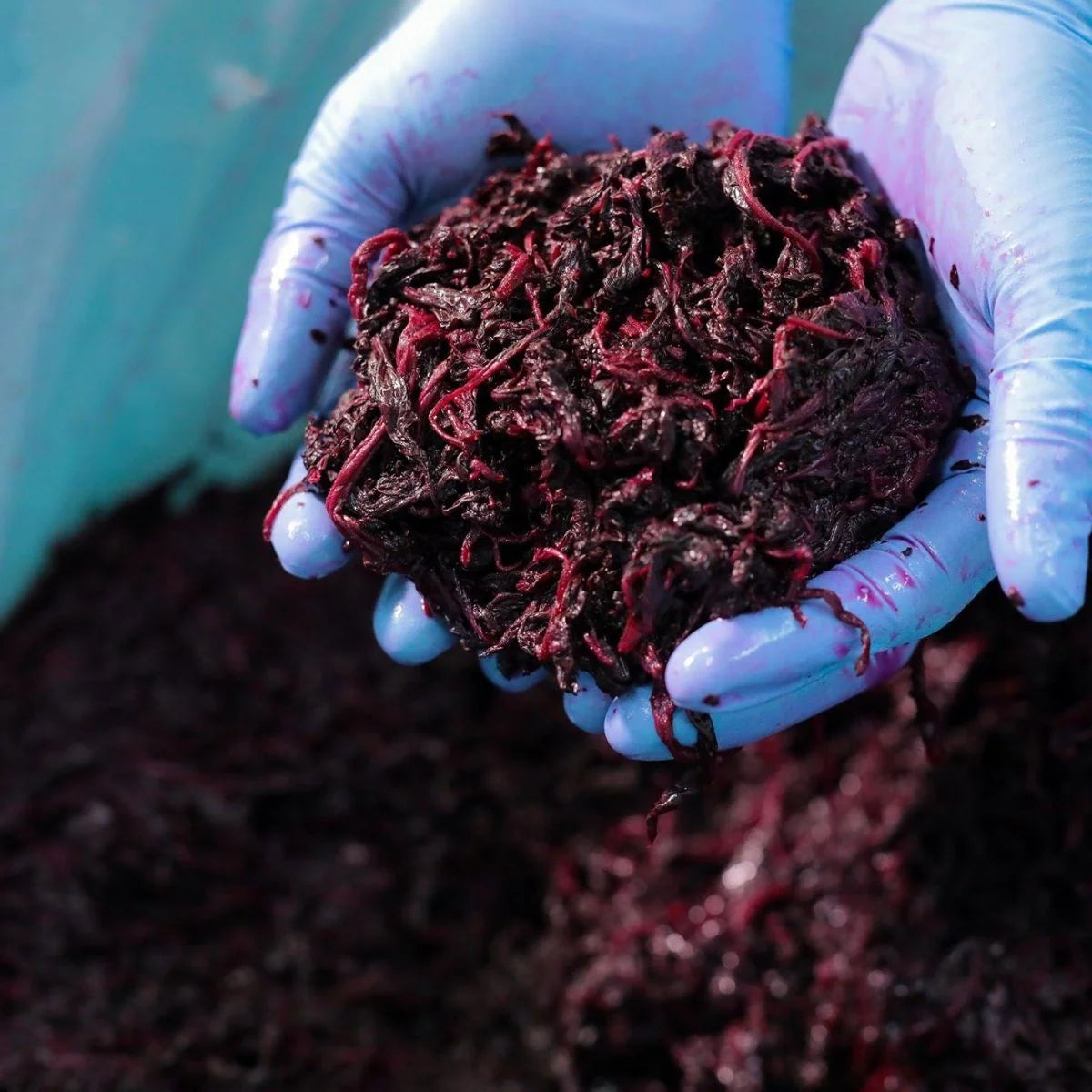 Premium Organic Umeboshi with Red Shiso