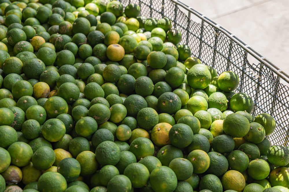 100% Pure Sudachi Extract from Tokushima – DASHI OKUME Brooklyn