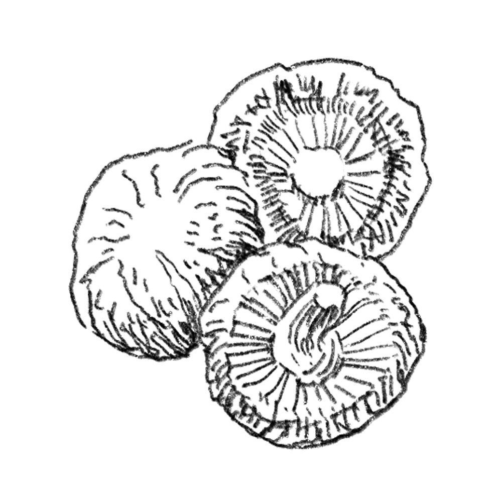 【 0.64oz/18g 】Custom-made dashi/ Donko Shiitake Mushrooms[ Donko Shiitake ]